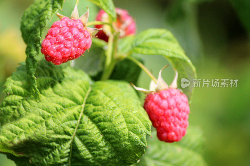 覆盆子成熟在覆盆子植物/藤，水果笼/菜园